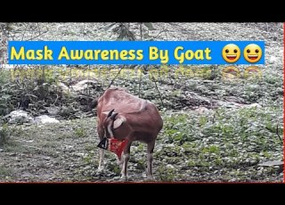  MASK AWARENESS BY GOAT MASK WEARING BY GOAT
