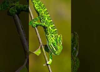 Chameleon Animal Fun Trending Trend
