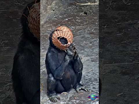 Ajabu The Gorilla Playful Moments