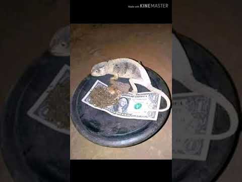 SIRRIN TSUNTUWAR KUDI