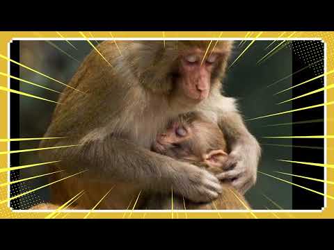 تەفسیر خەوبینین بە مەیمون