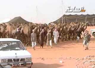  جديد الساحة 1436 هـ شرهات مسيرة منقية قاسم بن برعوض المطيري