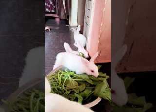 Rabbit 2026 Shortvideo Baby Cutie