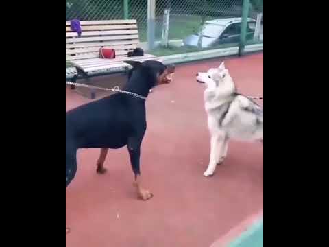 هاسكى ضد دوبر مان