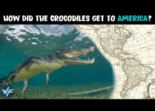 How Did The Crocodiles Get To America