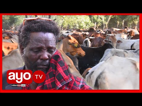 NG OMBE 800 WA KIONGOZI WA KIMASAI TANZANIA WACHUKULIWA MACHOZI YAMTOKA NAUMIA