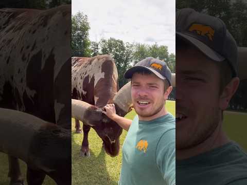 These Horns Are HUGE Animals Coolanimals Amazinganimals Watusi