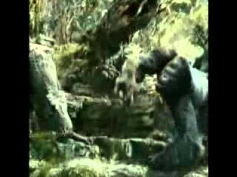 ابو اليف انا مش خرنك