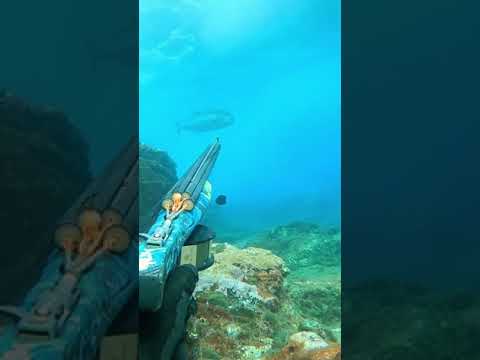 الغوص الحر صيد السمك