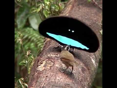 Huyu Ndie Ndege Waajabu Na Mwenye Mbwembwe Kuliko Wote Duniani