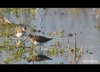  Green Sandpiper