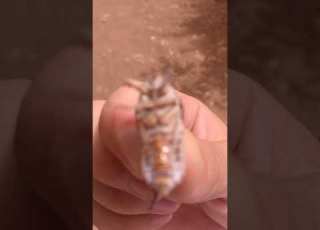  سبحان الله حشرة غريبة مول البيل افلام