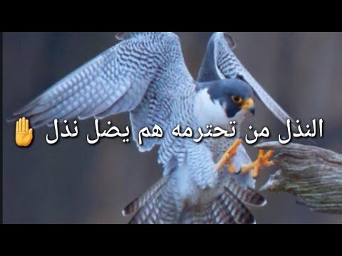 النذل من تحترمه هم يضل نذل شعر عراقي حزين حالات واتساب 2022 اجمل اشعار عراقيه قصيره حزينه 2022 النذل من تحترمه هم يضل نذل شعر عراقي حزين حالات واتساب 2022 اجمل اشعار عراقيه قصيره حزينه 2022