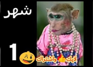 شبيهك من الحيوانات حسب شهر ميلادك