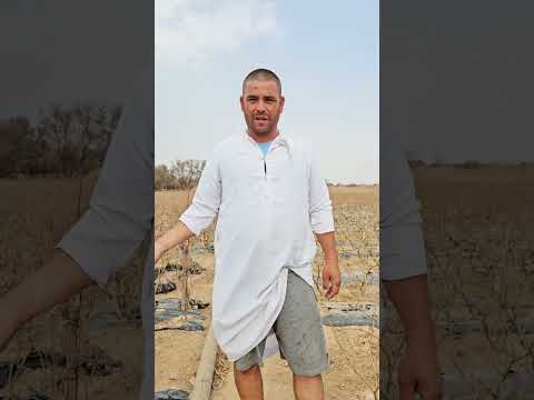 البير العربي هو لي خدام العوينة الكساب الفلاح