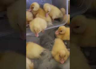  Baby Ducks First Bath First Time Swimming Cute Little Baby Ducks