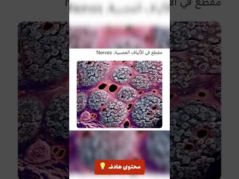 هذه هي الألياف العصبية مقطع منها فقط Shorts هذه هي الألياف العصبية مقطع منها فقط Shorts