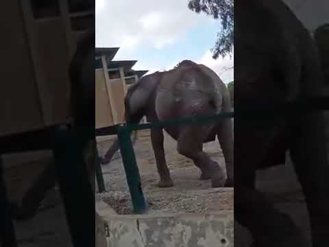 هاذي الفيلة إلي جابوها لتونس فيديو من البلفيدير