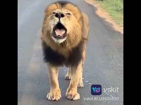 SAUTI YA SIMBA INATISHA Don T Forget To Subscribe