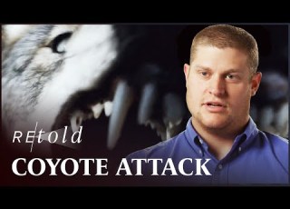 Ambushed By A Pack Of Roaming Coyotes Fight To Survive Retold