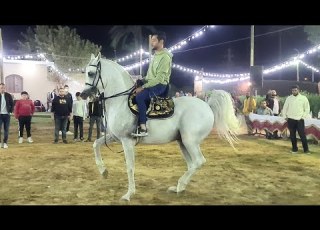 محمد مدحت البيطار و الماس حفلة الحناوي 2022