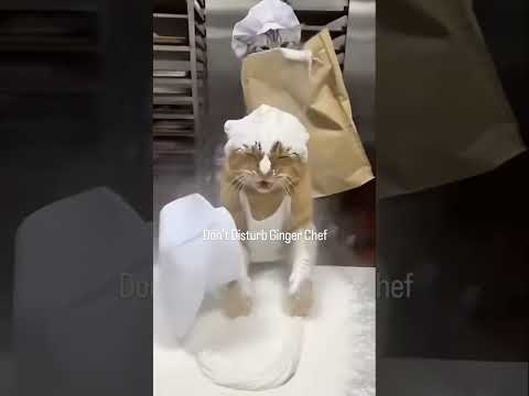 Https Www Instagram Com Reel DVtALUfDWQk Igsh NDJnbDJzbmppbTg2 Usa Usashorts Viral Shorts Https Www Instagram Com Reel DVtALUfDWQk Igsh NDJnbDJzbmppbTg2 Usa Usashorts Viral Shorts
