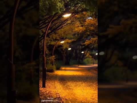 موسيقا مون نامور