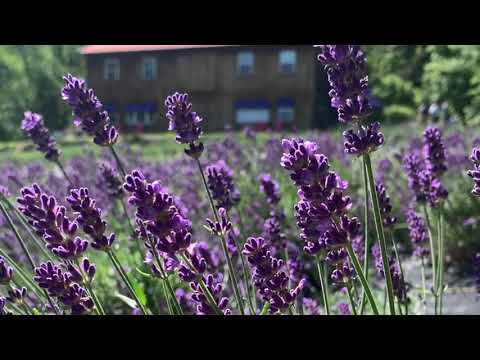 فيروز بتمرجح بقلبك