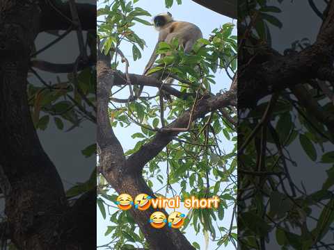 Gulabjamulu Gala Galaa Ladayiro Funny Comedy Latest Trendingshorts Likeandsubscribe