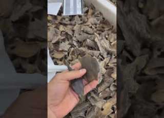 حقيقة العود الأزرق المخلف للعود