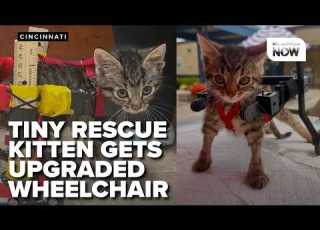 Tiny Rescue Kitten In Cincinnati Gets Upgraded Wheelchair As Internet Fame Grows