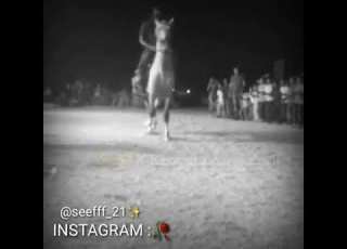 دحيه ابو ربيعه