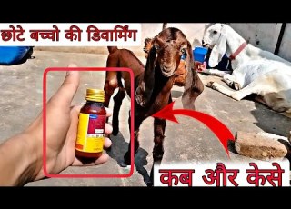  छ ट बच च क ड यवर म ग क स और कब कर Full Video Dewarming Goat Kid Bakripalan Sabri Goat Farm