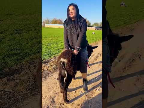 Funniest Donkey Ever Donkey Training The Fun Way 4783