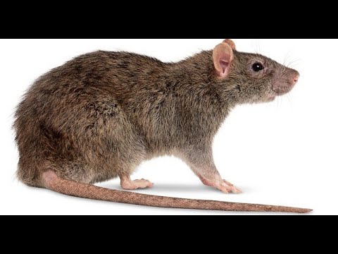 MAAJABU YA PANYA KATIKA KINGA NA MAPENZI NO 1