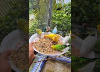  عصافير كيوت تفتكروا بياكلوا إيه Flock Of Birds Rushing To Eat Can You Guess