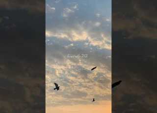  طارت الطيره منك بدون موسيقى ابلور