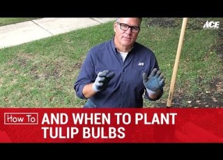  How And When To Plant Tulip Bulbs Ace Hardware