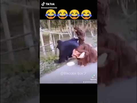 شكد حقير متت ضحك