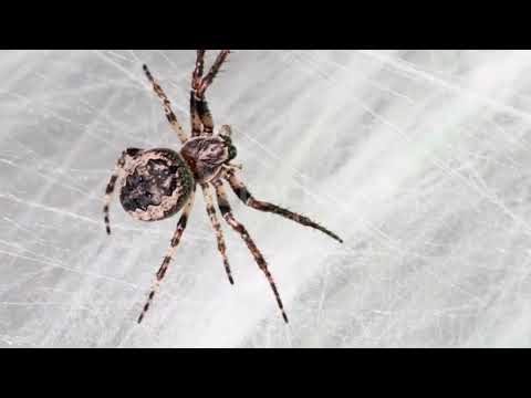 Project Mutant Spider Spider Webs Spider Silk 2026 Official Teaser Trailer Project Mutant Spider Spider Webs Spider Silk 2026 Official Teaser Trailer