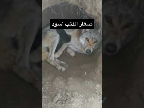 صغار الذئب أسود