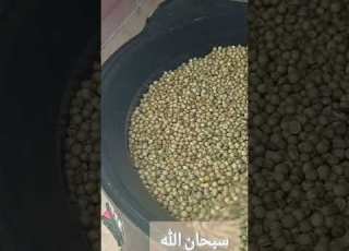 الدقه الحجازيه او دقه اهل المدينه