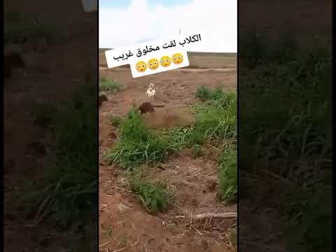 الكلاب اكتشفت مخلوق غريب