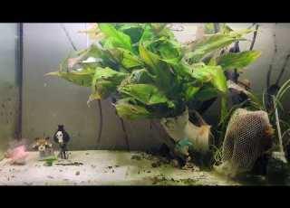  09 08 2026 A Neocaridina Story