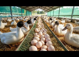  Ducks Farming Inside The Efficient Duck Farm For Eggs And Meat Organic Farm Business