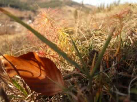 Virginia De La Ana La Caiafa