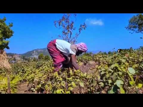 Haajameeti Dhufe Rabbii Kooti Nashiidaa Haarawa By Ust
