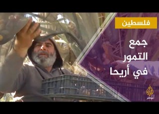 جمع محصول التمور في مدينة أريحا الفلسطينية