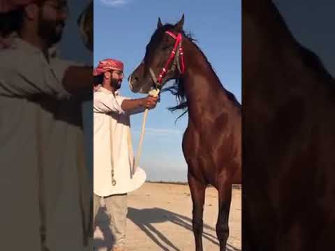 اسمع ويش تقول الفرس العربيه الخيل من خيالها