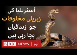 The Poison Paradox How Australia S Deadliest Animals Save Lives BBC URDU